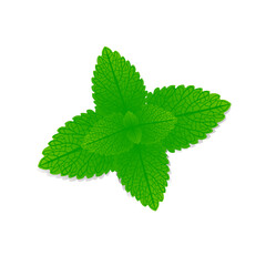Wall Mural - Fresh leaves of melissa officinalis on a white background.