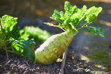 huge turnip growing on patch at kitchen garden