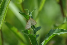 Pale Straw Pearl Moth (Udea Lutealis)