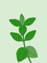 Wall Mural - Fresh peppermint leaves on trendy green background.