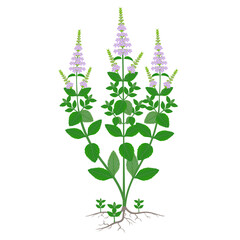 Wall Mural - Peppermint plant with flowers and roots on a white background.
