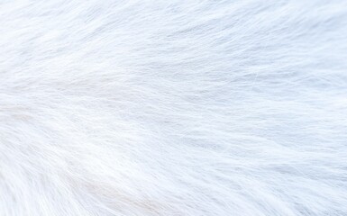 Wall Mural - beautiful abstract white fur texture background