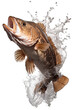 fresh Grouper fish jumping out of the water, white background PNG
