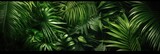 Fototapeta Sypialnia - Green leaves, Group background of dark green tropical leaves ( monstera, palm, coconut leaf, fern, palm leaf,bananaleaf) Panorama background. concept of nature. Generative Ai.