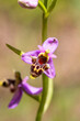 Wild orchid; scientific name; Ophrys minutula
