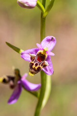 Canvas Print - Wild orchid; scientific name; Ophrys minutula