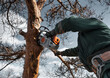 Arborist in a helmet cuts down the branches of a dried emergency tree with chainsaw. Height climber works. Woodcutting.