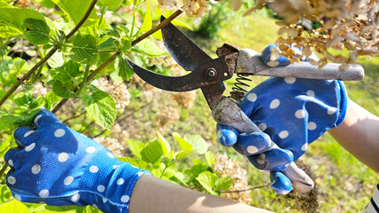 Women's gloved hands cut dried hydrangea flowers with pruning shears