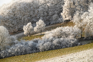 Wall Mural - Rural winter landscape with white frosted trees on a green meadow, forming a beautiful contrast, near Golmbach, Rühler Schweiz, Weser Uplands, Germany