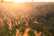 © Austockphoto - backlit fluffy grass seed heads growing in australian paddock