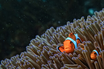 Sticker - clown fish on an anemone underwater reef in the tropical ocean