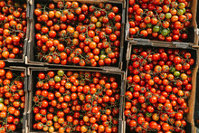 Baby Cherry Tomatoes For Sale At Flemington Farmers Market In Sydney