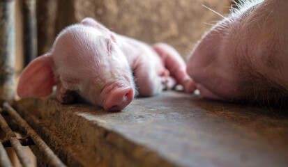 A week-old piglet cute newborn sleeping on the pig farm with other piglets, Close-up