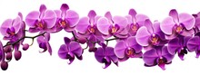 Orchids Flowers Background Banner Panorama - Beautiful Blooming Pink Purple Orchid Branch, (orchidaceae), Isolated On White Background, Top View (Generative Ai)