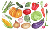 Fototapeta Nowy Jork - Watercolor painted collection of vegetables. Hand drawn fresh food design elements isolated on white background.