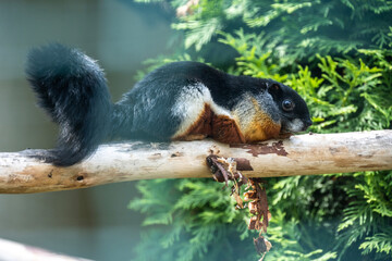 Wall Mural - black squirrel on a tree close-up