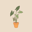 Alocasia plant in pot. Hand drawn plant doodle style, cute plant, exotic foliage cartoon, vector illustration.