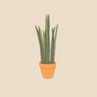Sansevieria plant in pot. Hand drawn plant doodle style, cute plant, exotic foliage cartoon, vector illustration.