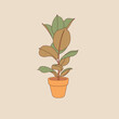 Ficus plant in pot. Hand drawn plant doodle style, cute plant, exotic foliage cartoon, vector illustration.