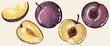 Ripe juicy plum on a white background. Freehand drawing. Whole plum, half plum, plum slice isolated on white background. Fruit element for designs, patterns, labels.