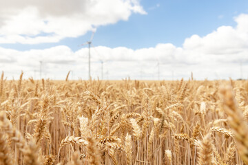 Scenic landscape view of wheat field harvest and big modern wind turbine mill farm against beautiful clouds blue sky. Food production and clean green renewable sustainable energy generation concept