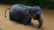 Elephant Bathing In The River. Southeast Asia. Sri Lanka.