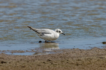 Sticker - Bonaparte's gull (Chroicocephalus philadelphia) on the shore of lake MIchigan. It is smallest of the gull species.