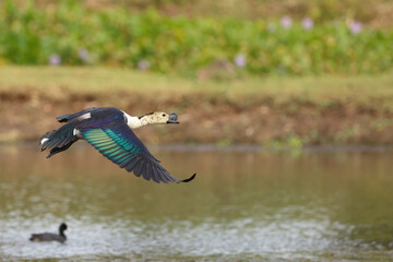 knob billed duck on flight