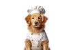 Cute dog Golden retriever Chef with costume ready to cooking for dinner isolated on clear png background, funny moment, pet concept, with Generative Ai.