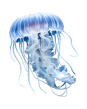 Blue Jellyfish Png, Transparent Background, Isolated On White, Sea Animals