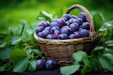 Fototapeta Kuchnia - Wicker basket full of plums on green leaves background