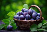 Fototapeta Kuchnia - Wicker basket full of plums on green leaves background