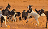 Fototapeta Konie - West Africa. Mauritania. Young goats of a small herd, rising high on their hind legs, sort things out on a pasture in the Sahara Desert.