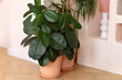 Green ficus plants in terracotta pots in the living room. Ficus elastica plant plant (rubber tree, black ficus, black prince) planted in ceramic pot in interior at home. Houseplant care concept.