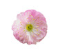 Chinese cherry soft spring blossoms flower isolated on transparent background. Pink sakura flowerhead cutout icon with copy space