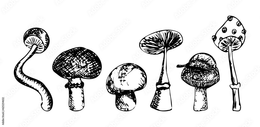 Mushrooms hand drawn sketch set vector illustration isolated on white ...