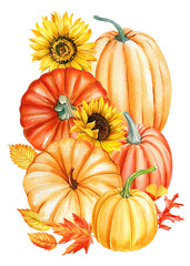 Sunflower and pumpkins on an isolated white background. Watercolor illustration, hand drawing pumpkin. Autumn card