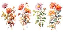 Set Of Watercolor Botanical Illustrations Of Aster Flowers Isolated On Transparent Background