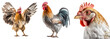 A set of chickens and a rooster in different angles. Close-up of a farm chicken, a farm rooster stands, the chicken flaps its wings. Isolated on a transparent background. KI.