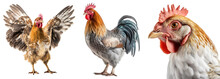 A Set Of Chickens And A Rooster In Different Angles. Close-up Of A Farm Chicken, A Farm Rooster Stands, The Chicken Flaps Its Wings. Isolated On A Transparent Background. KI.