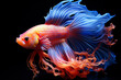 © staras - Colorful betta fish isolated on black background, cockerel in aquarium close-up, AI Generated