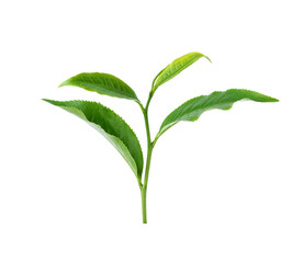 Sticker - green tea leaf transparent png