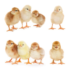 Wall Mural - Collage with small cute baby chickens isolated on white