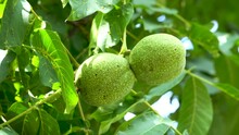 Close-up. Walnuts In A Green Shell. Two Green Walnuts On A Tree Branch. 