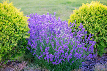 Wall Mural - Designing with Lavender: Transforming the Backyard into a Fragrant Paradise