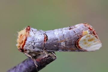 Wall Mural -  Buff-tip (Phalera bucephala) is a moth native to Europe and part of Asia. 