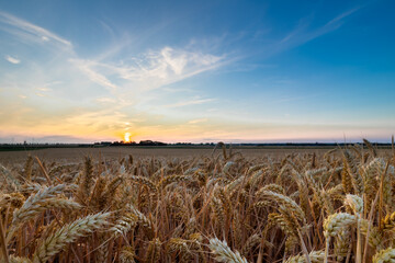 Wall Mural - An agricultural field of wheat, ready to be harvested by the farmer during a sunset on a warm summer evening with partial clouds creating an awesome evening in the outskirts of Maastricht