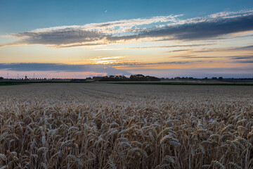 Wall Mural - An agricultural field of wheat, ready to be harvested by the farmer during a sunset on a warm summer evening with partial clouds creating an awesome evening in the outskirts of Maastricht