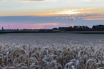 Wall Mural - An agricultural field of wheat, ready to be harvested by the farmer during a sunset on a warm summer evening with partial clouds creating an awesome evening in the outskirts of Maastricht