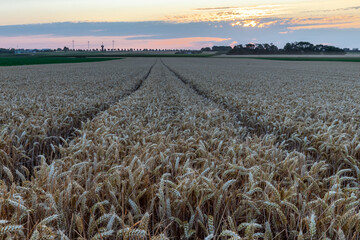 Wall Mural - An agricultural field of wheat, ready to be harvested by the farmer during a sunset on a warm summer evening with partial clouds creating an awesome evening in the outskirts of Maastricht